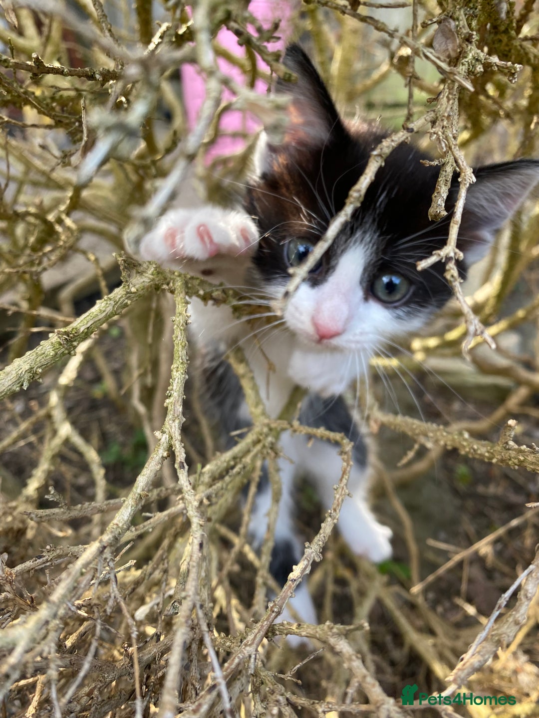 Mixed Breed cats for sale: beautiful kittens - Image 7