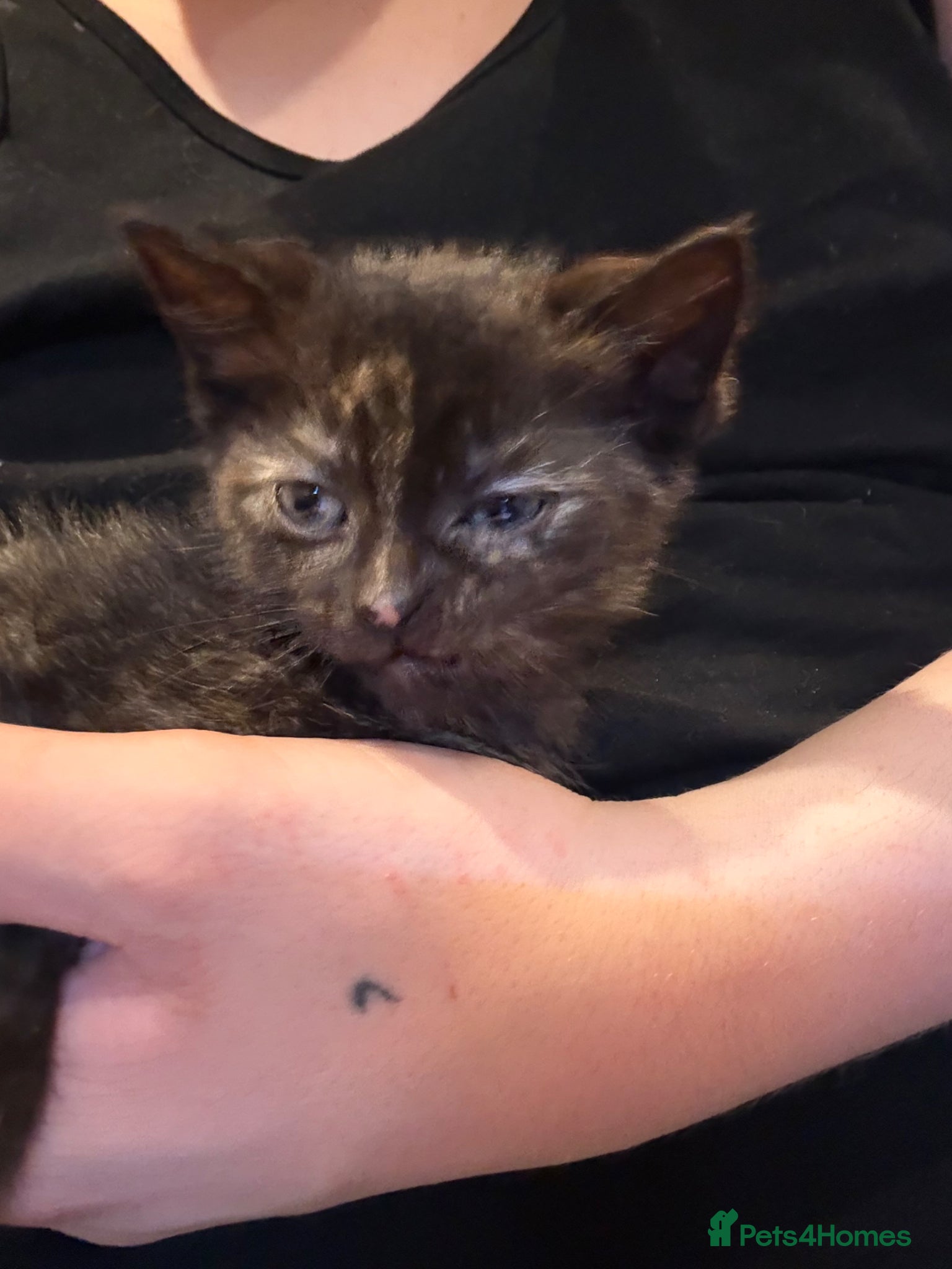 Mixed Breed cats Kittens  - Advert 4