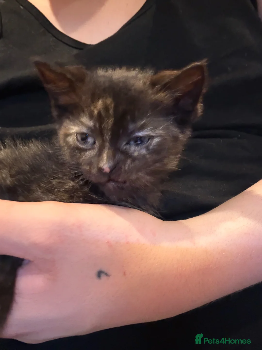 Mixed Breed cats for sale: Kittens  - Advert 1
