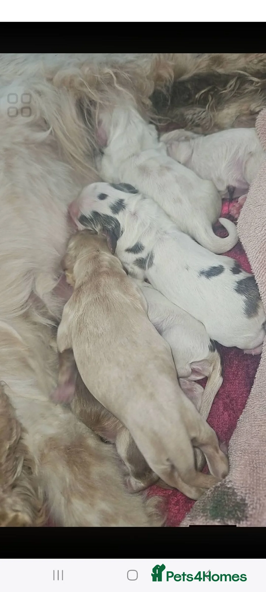 Cocker Spaniel dogs for sale: Beautiful boy all ready to find his forever home  in Doncaster - Advert 5
