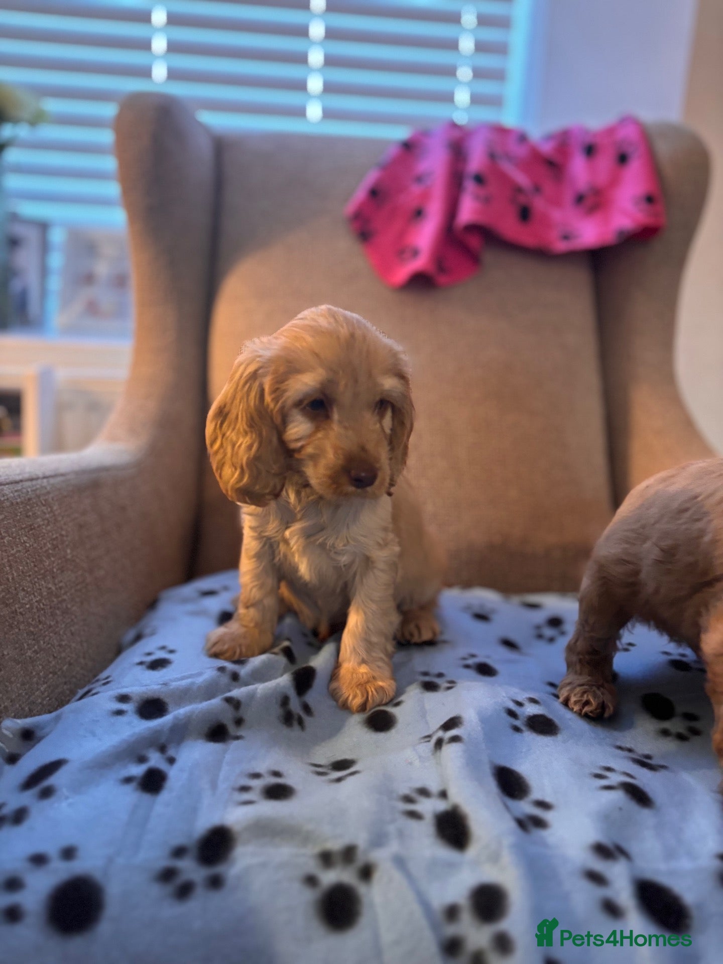 Cockapoo dogs Beautiful F1 Cockapoos ONE Boy available  - Advert 1