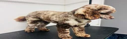 Cockapoo dogs for sale: Exceptional F1 Miniature Cockapoo Puppies  - Advert 5