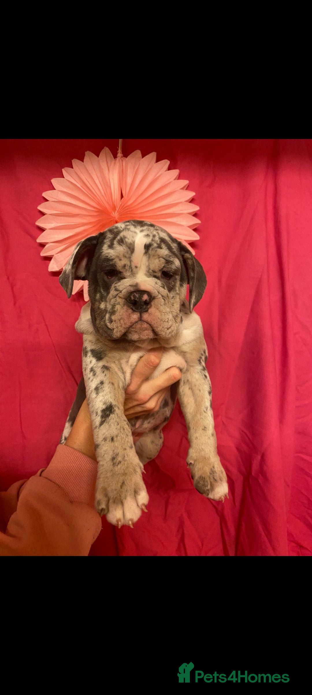 Mixed Breed dogs for sale: F1 olde English bulldog - Advert 20