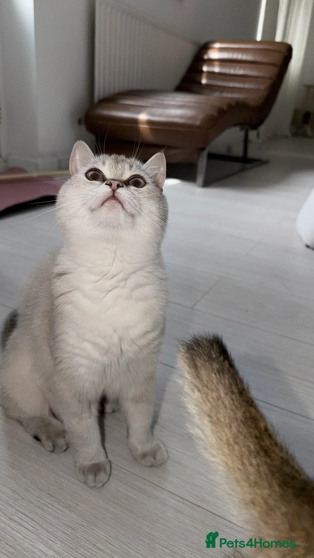 British Shorthair cats for sale: British Shorthair Kittens & Cats for Sale - Advert 2
