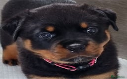 Rottweiler dogs for sale: 4 pups left, extensively health tested parents - Image 2