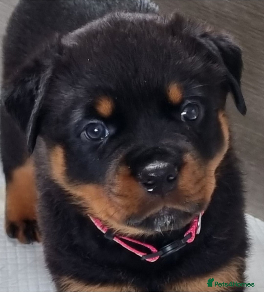 Rottweiler dogs for sale: 4 pups left, extensively health tested parents - Image 2