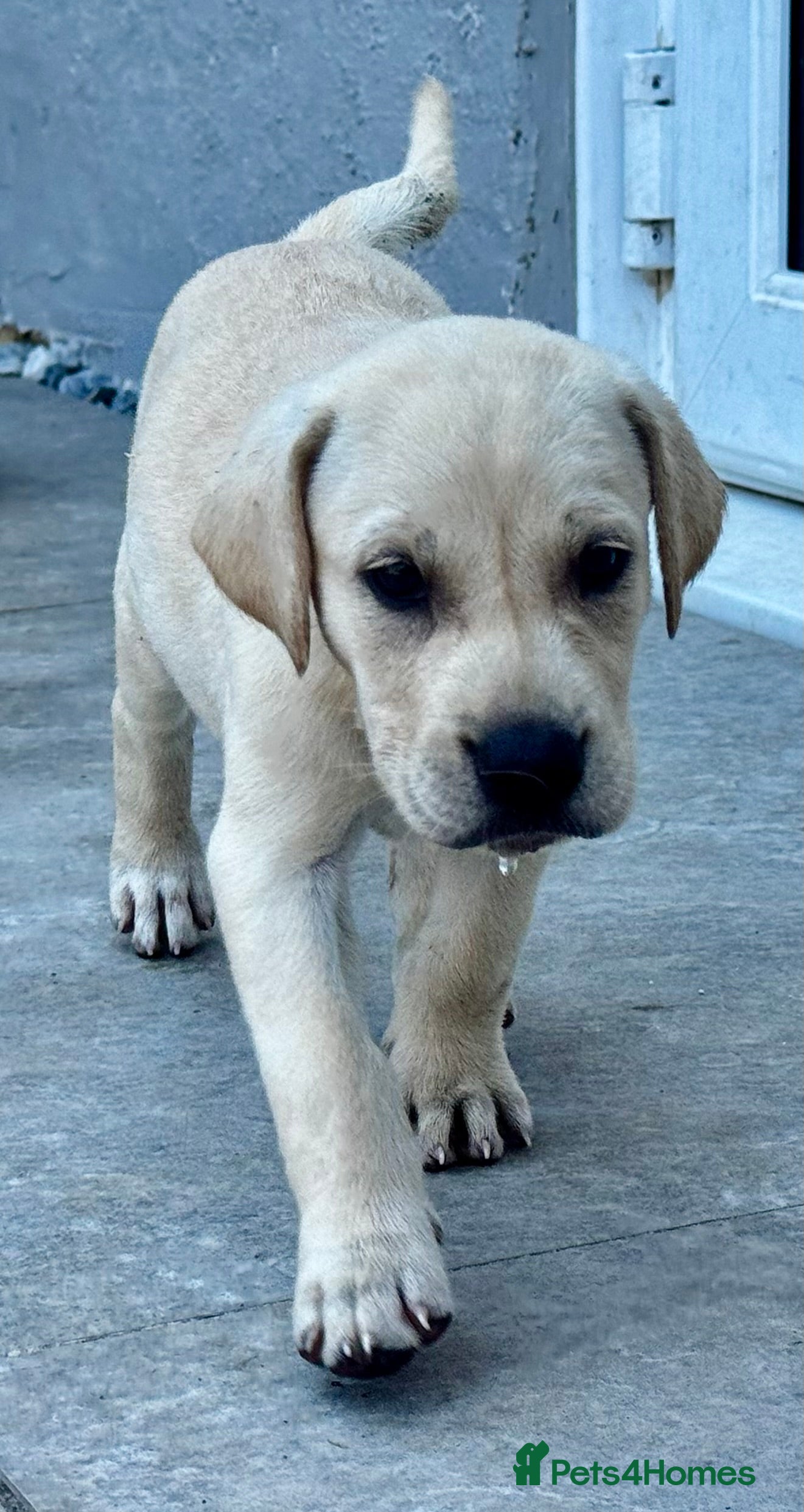 Mixed Breed dogs Beautiful Labrador x Pointer Puppies  - Advert 2