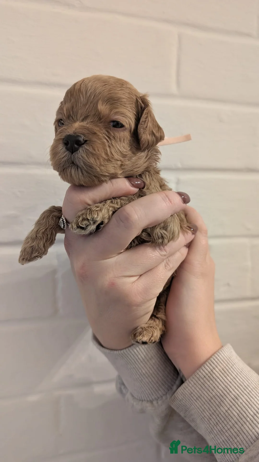 Cockapoo dogs for sale: Cockapoo puppies - Advert 2