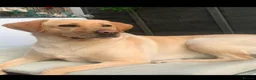 Labrador Retriever dogs for sale: Labrador female for rehomeimg in Walsall - Advert 4