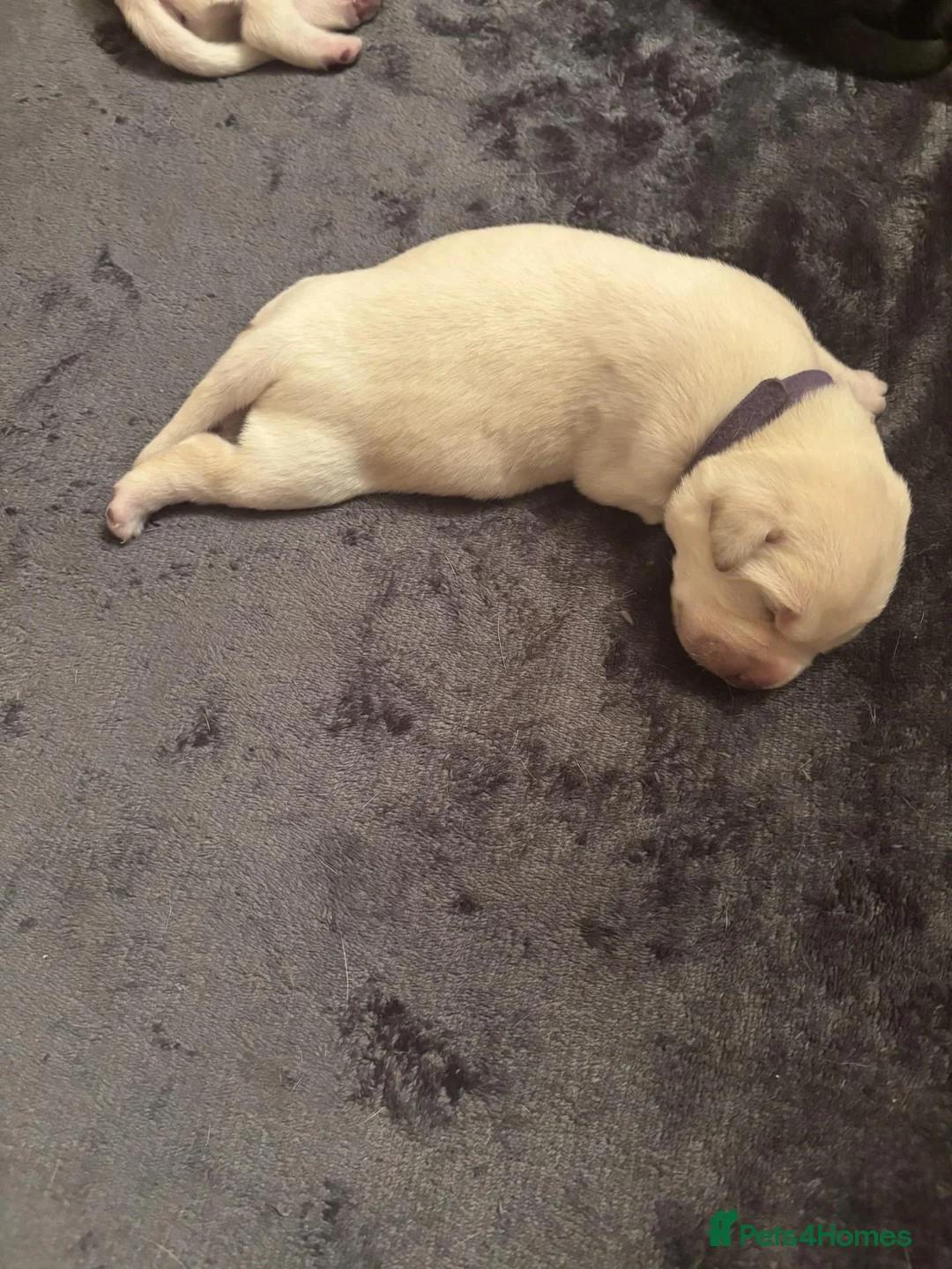 Labrador Retriever dogs for sale: Labrador Puppies Black & Tan/Yellow Family Raised in Colchester - Advert 2