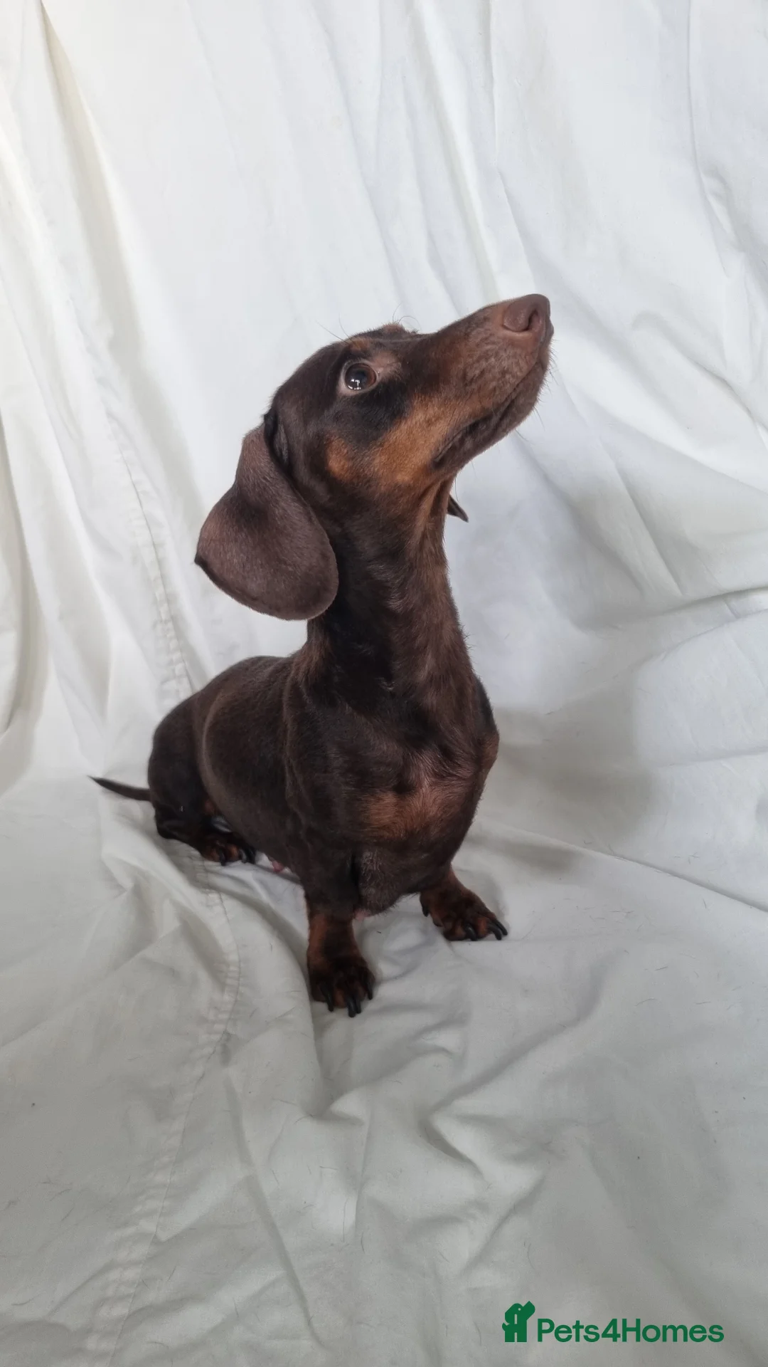Miniature Dachshund dogs for sale: Looking for forever home! Can leave 9th Sept   in Preston - Advert 14