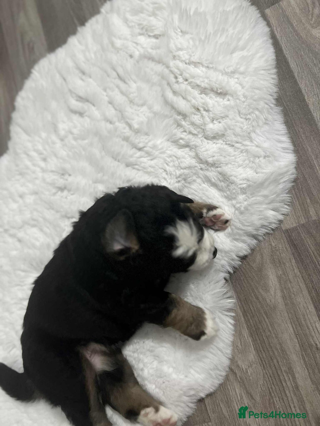 Bernese Mountain Dog dogs for sale: puppy  - Image 6