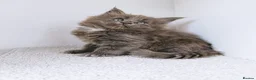 Maine Coon cats for sale: Blue maine coon kittens -DNA health tested parents - Advert 4