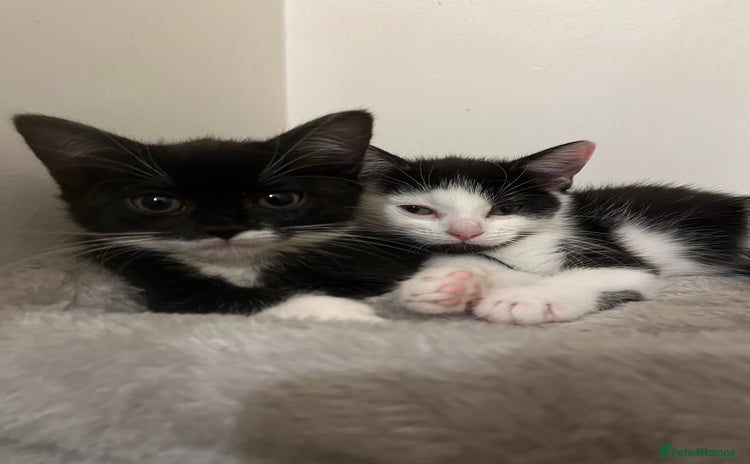 Maine Coon cats British Short Hair Cross Kittens❤️ - Advert 6