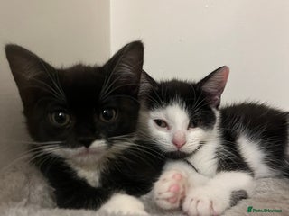 Maine Coon cats British Short Hair Cross Kittens❤️ - Advert 2