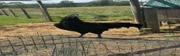 Chickens poultry for sale: Ayam Cermani Cockerel  - Advert 1