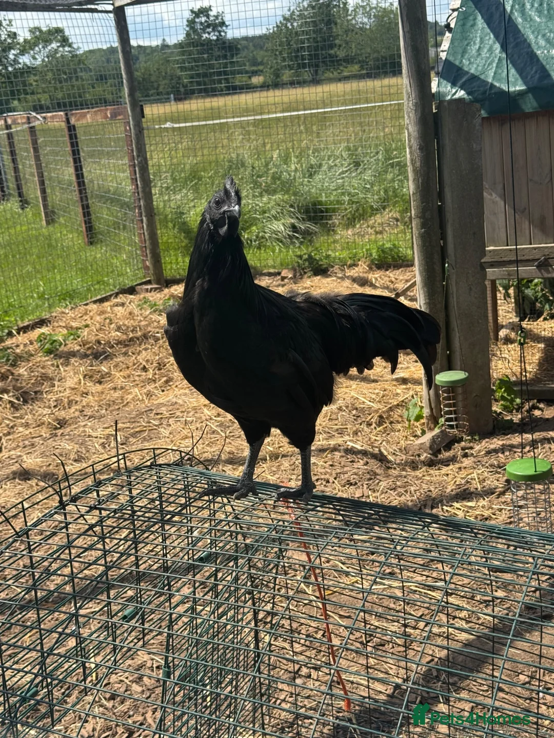 Chickens poultry for sale: Ayam Cermani Cockerel  - Advert 1