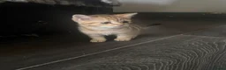 British Shorthair cats for sale: Golden unique tabby British shorthair  - Advert 3