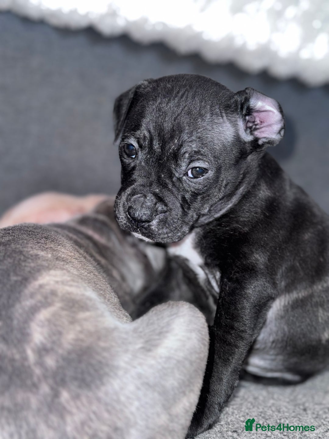 Mixed Breed dogs for sale: 2 black/brindle boys remaining  - Advert 8