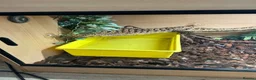 Iguana reptiles for sale: Iguana female with full settle - Advert 4