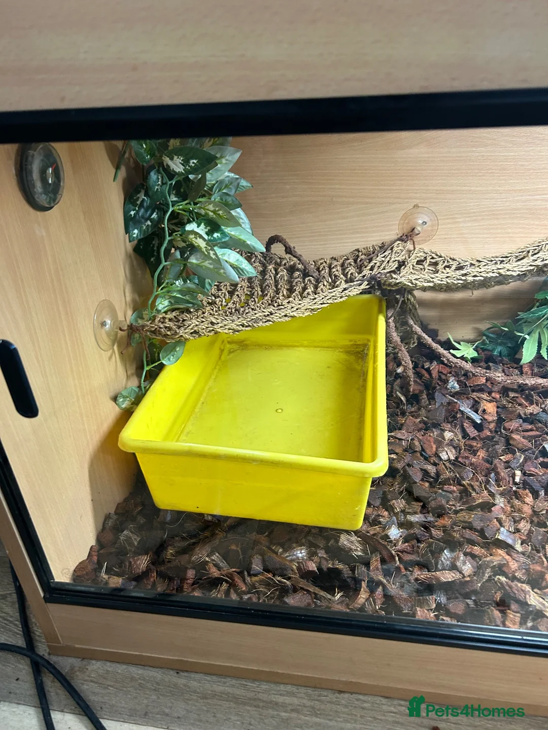 Iguana reptiles for sale: Iguana female with full settle - Advert 4