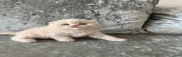 Scottish Fold cats for sale: 🦉Scottish Fold & Scottish Straights TICA REG🦉 - Advert 4
