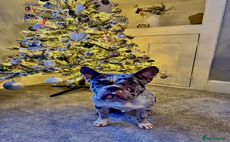 French Bulldog dogs French bulldog - Advert 9