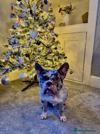 French Bulldog dogs French bulldog - Advert 9