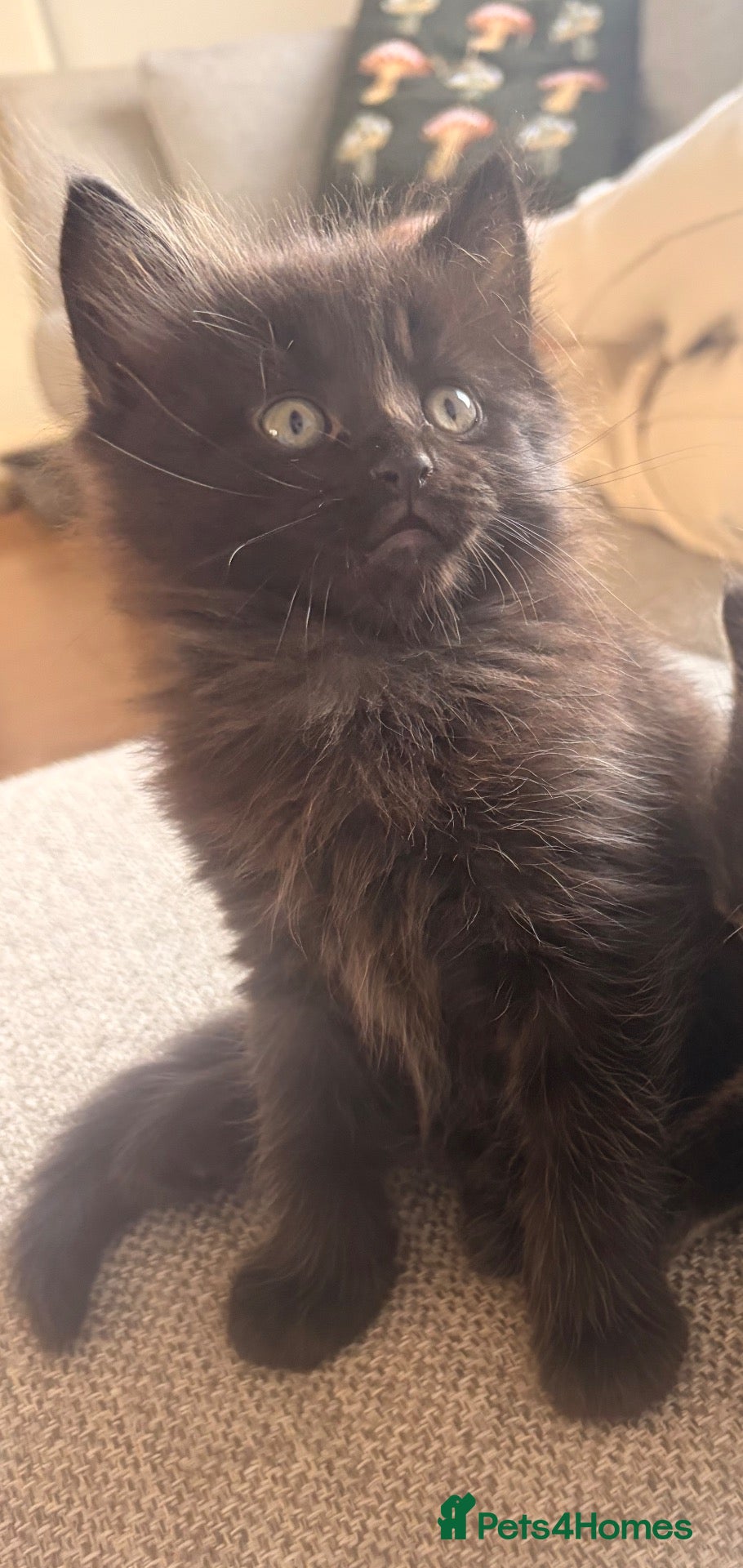 Maine Coon cats Maine coon x BSH Fluffy boys - Advert 2