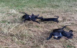 Staffordshire Bull Terrier dogs for sale: Staffy Puppy's for sell in Liverpool - Image 10