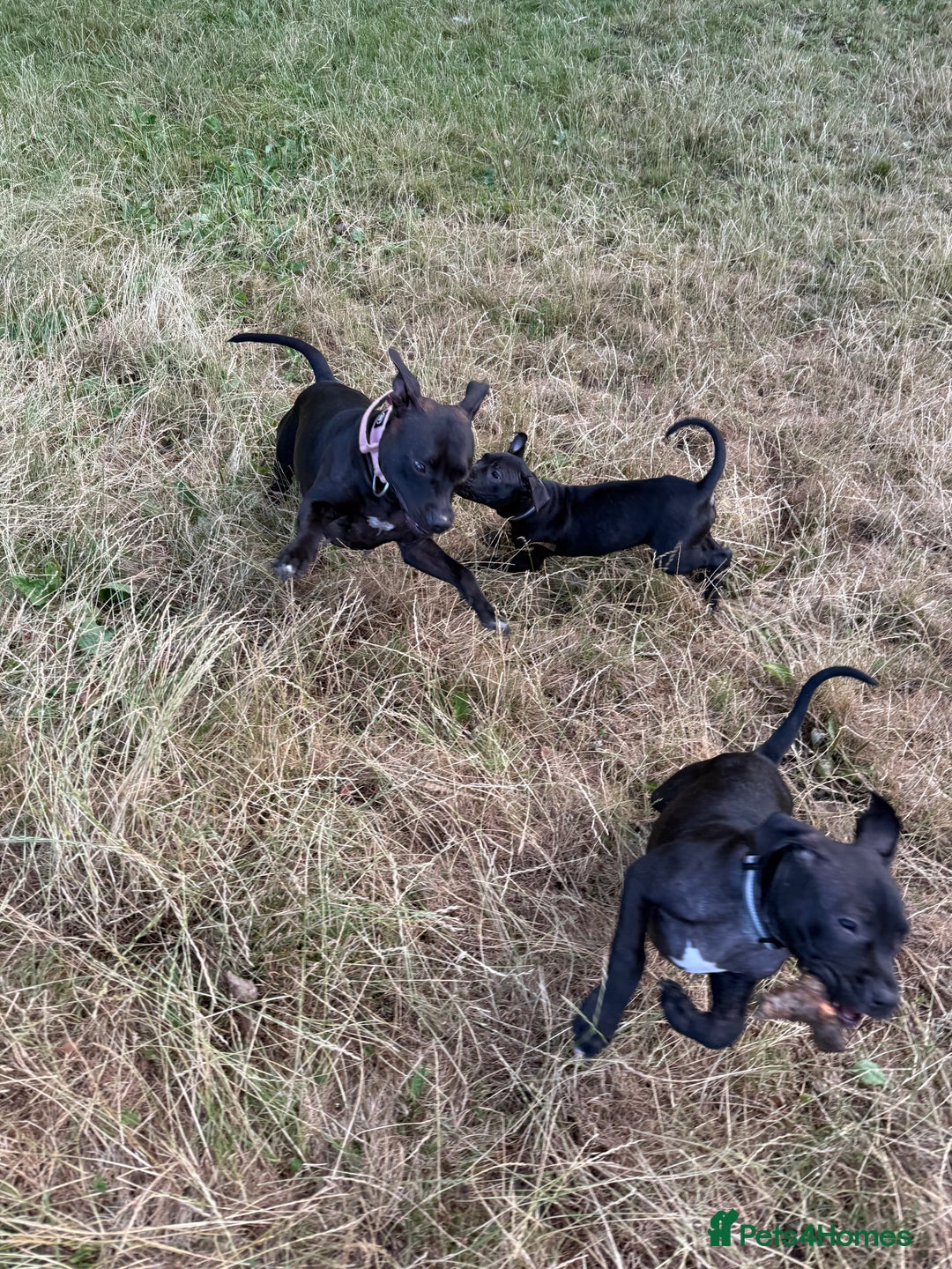 Staffordshire Bull Terrier dogs for sale: Staffy Puppy's for sell in Liverpool - Image 10