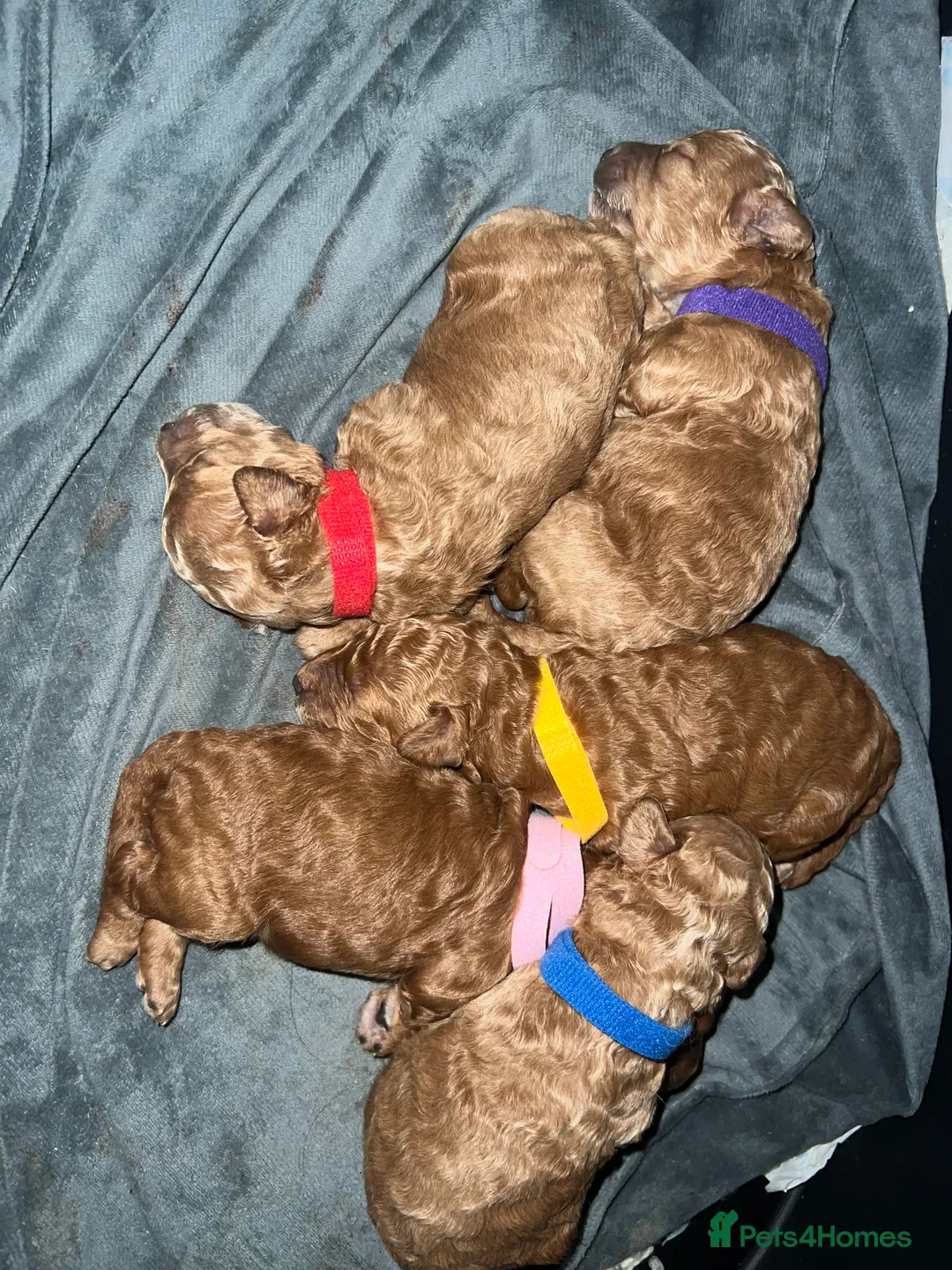 Toy Poodle dogs for sale: KC Reg Full health Check Red Toy Poodles in Liverpool - Advert 5