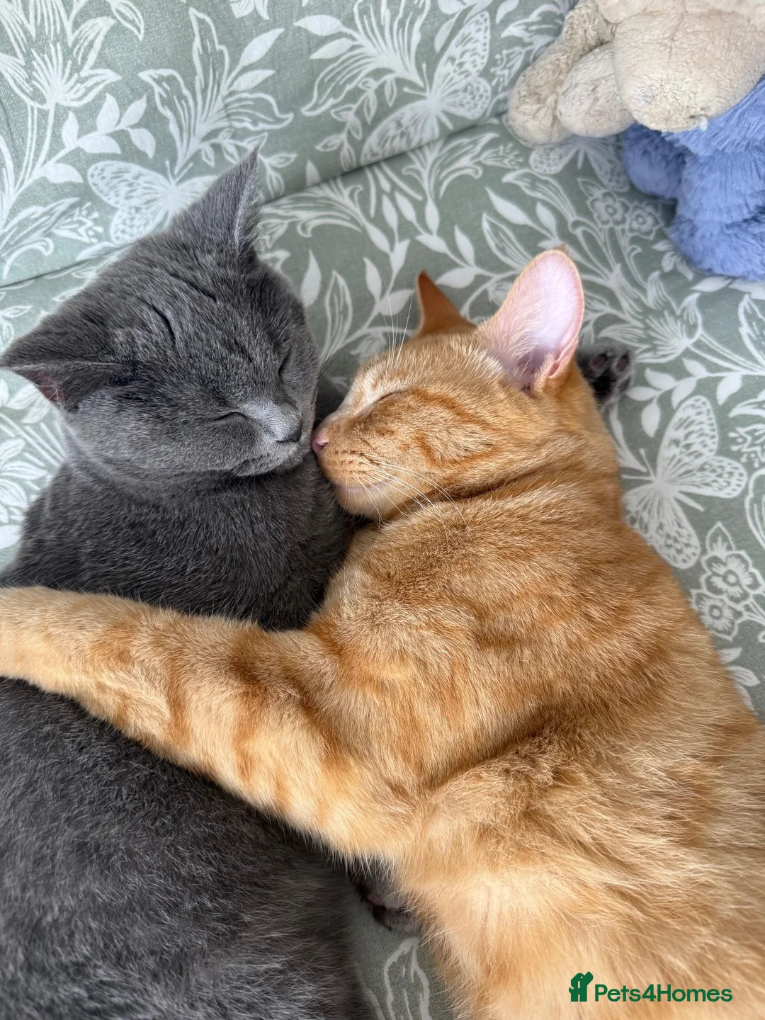 British Shorthair cats for sale: My 2 loving boys. - Advert 2