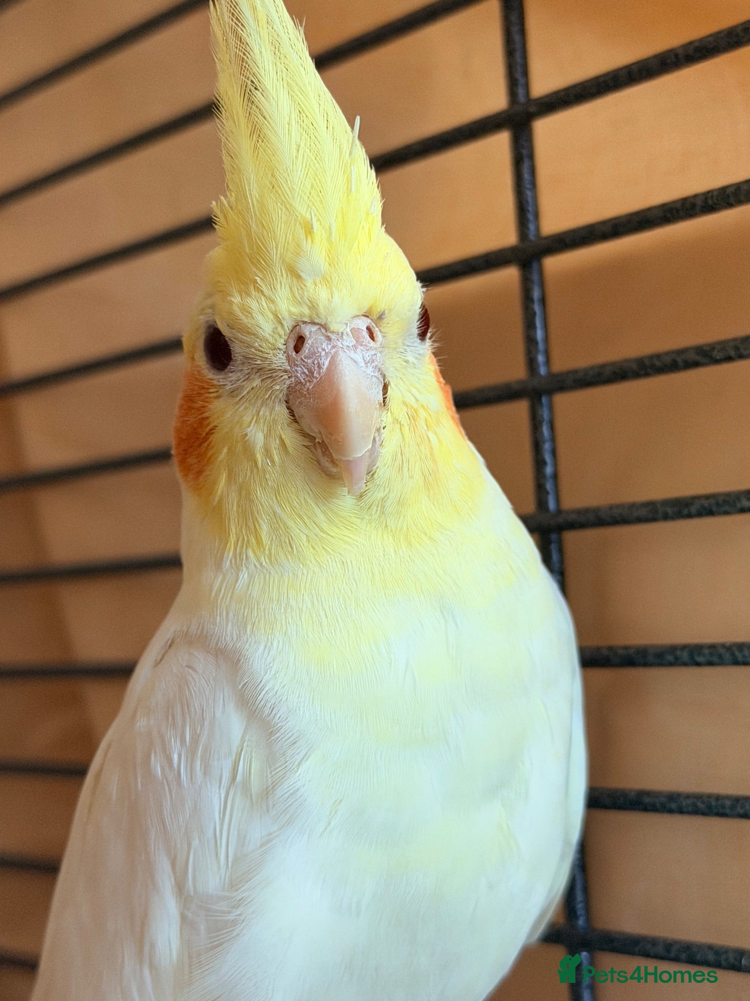Cockatiels birds Cockatiel with full setup – loving home  - Advert 2