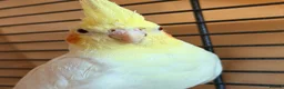 Cockatiels birds for sale: Cockatiel with full setup – loving home  in London - Advert 2