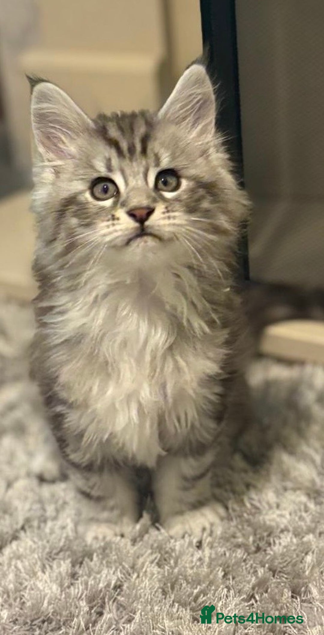Maine Coon cats for sale: Stunning Maine coon kittens - Image 4