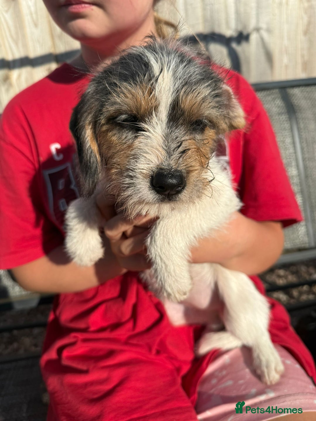 Mixed Breed dogs for sale: Beagle Cross puppies  - Image 8