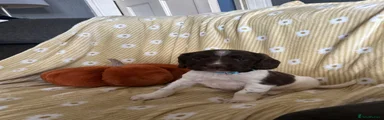 English Springer Spaniel 2