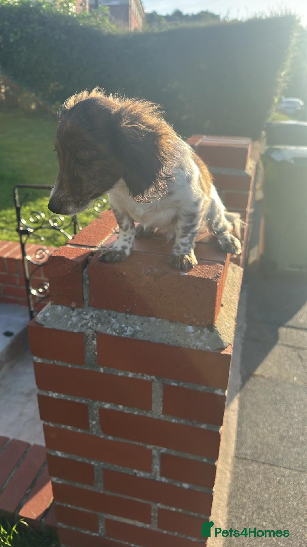 Mixed Breed dogs for sale: Cockerjack  - Image 4