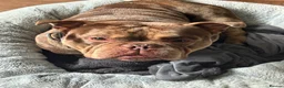 English Bulldog dogs for sale: Pocket bully  in Southampton - Advert 4