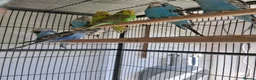 Budgerigars birds for sale: Exhibition Type Budgerigars - Advert 6