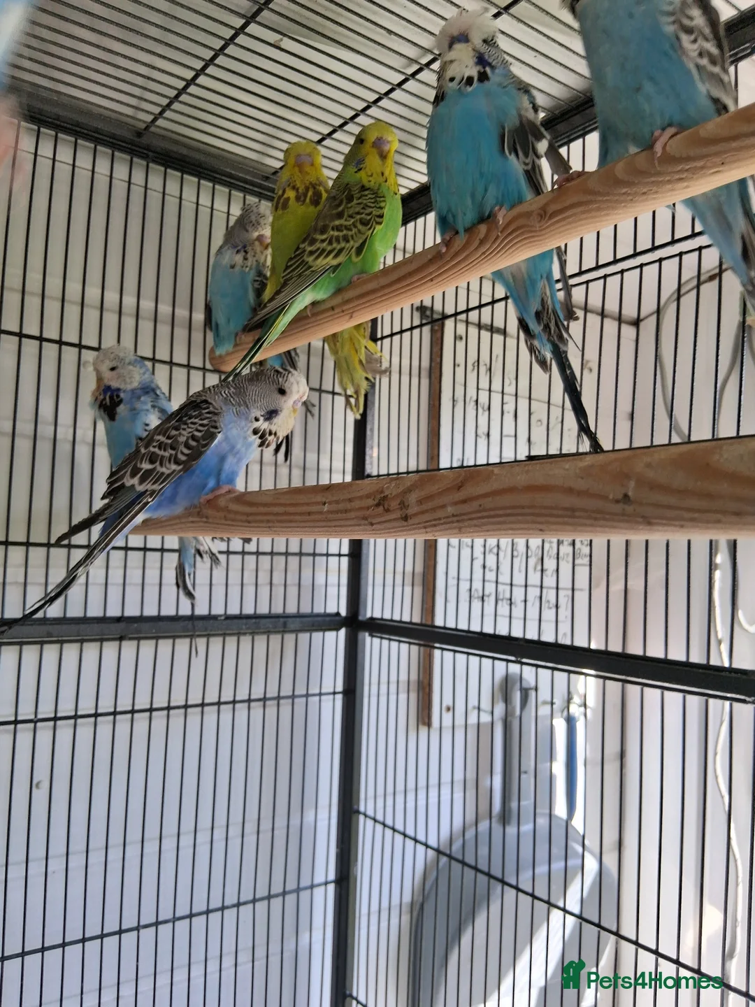 Budgerigars birds for sale: Exhibition Type Budgerigars - Advert 6