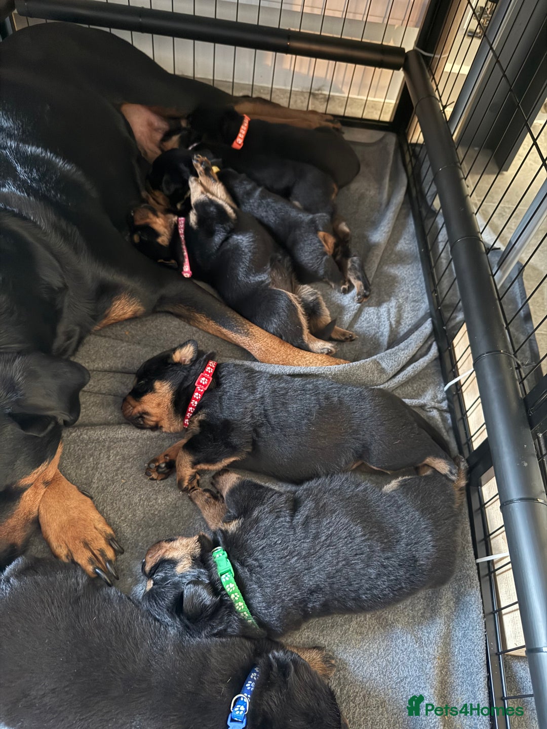 Mixed Breed dogs for sale: Boxweiller Puppies - Advert 7