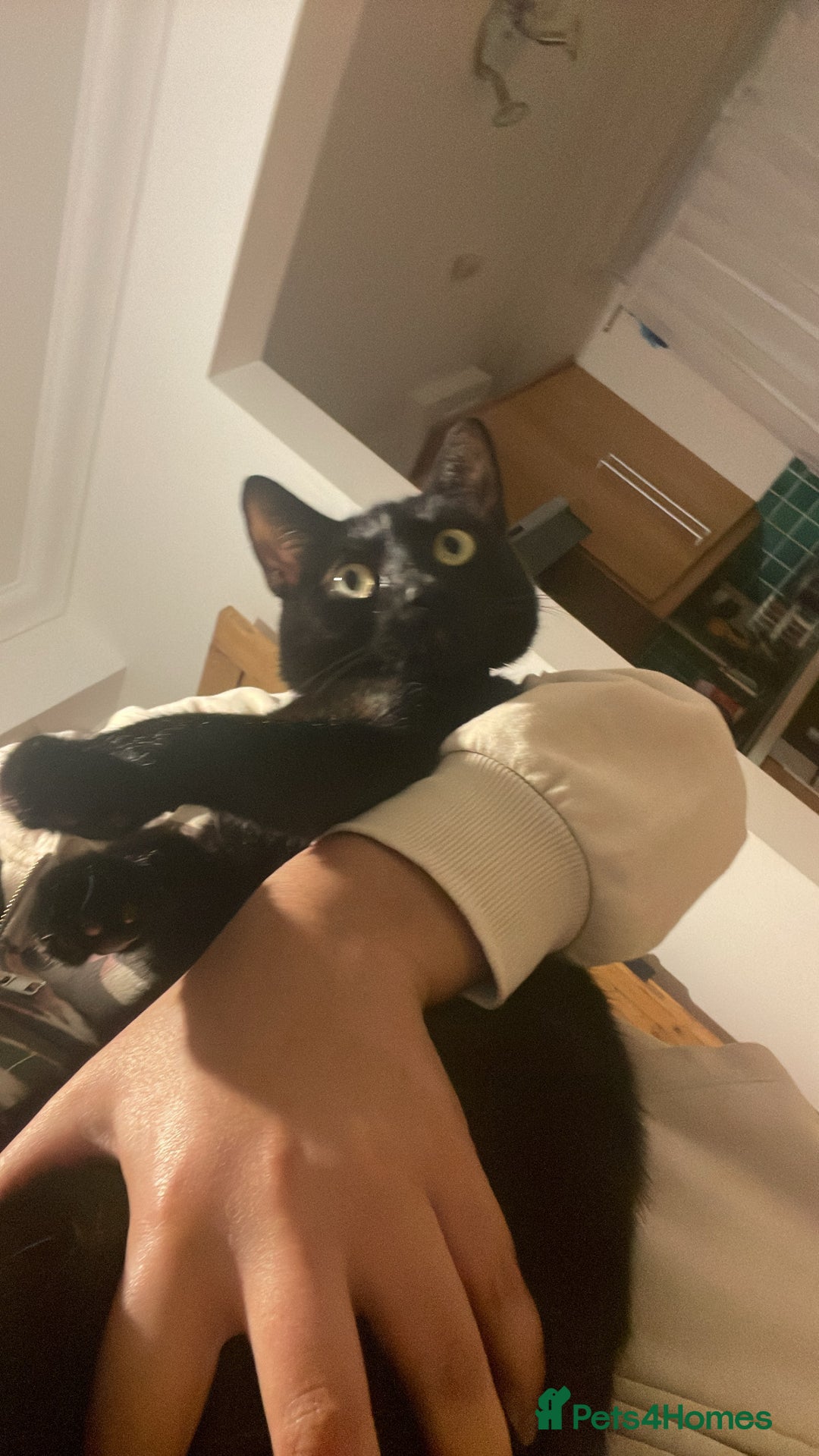 Mixed Breed cats for sale: Beautiful black cat - Advert 4