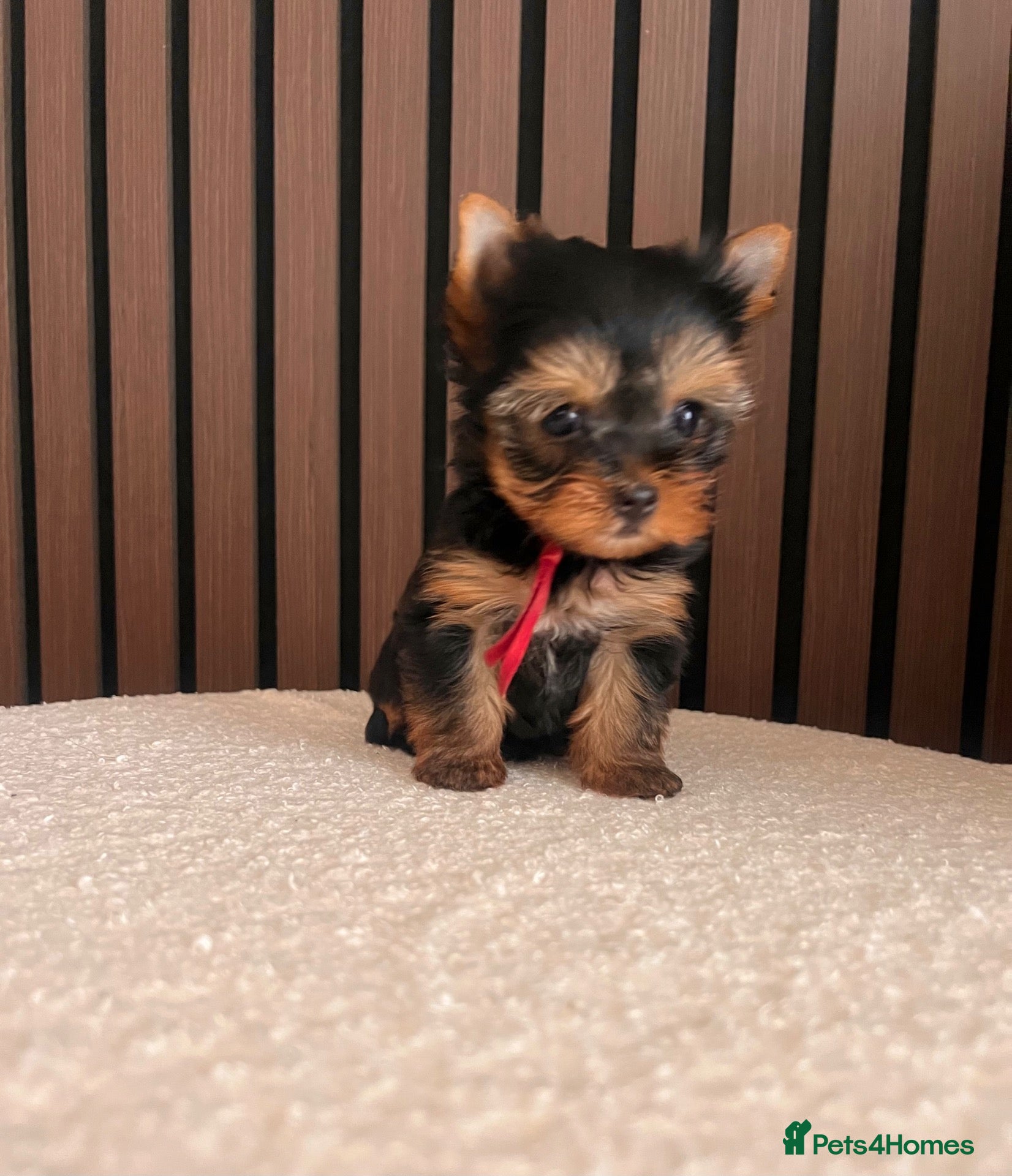 Yorkshire Terrier dogs 🌺 Only one tiny little girl is still available🌺 - Advert 2