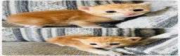 European cats for sale: 🐱🧡 Beautiful Ginger Kittens for Sale 🧡🐱 - Advert 5