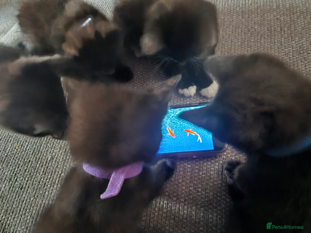 British Shorthair cats for sale: Kittens  - Advert 2