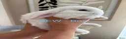 Mini Lop rabbits for sale: Beautiful Mini Lop Bunnies  - Advert 8