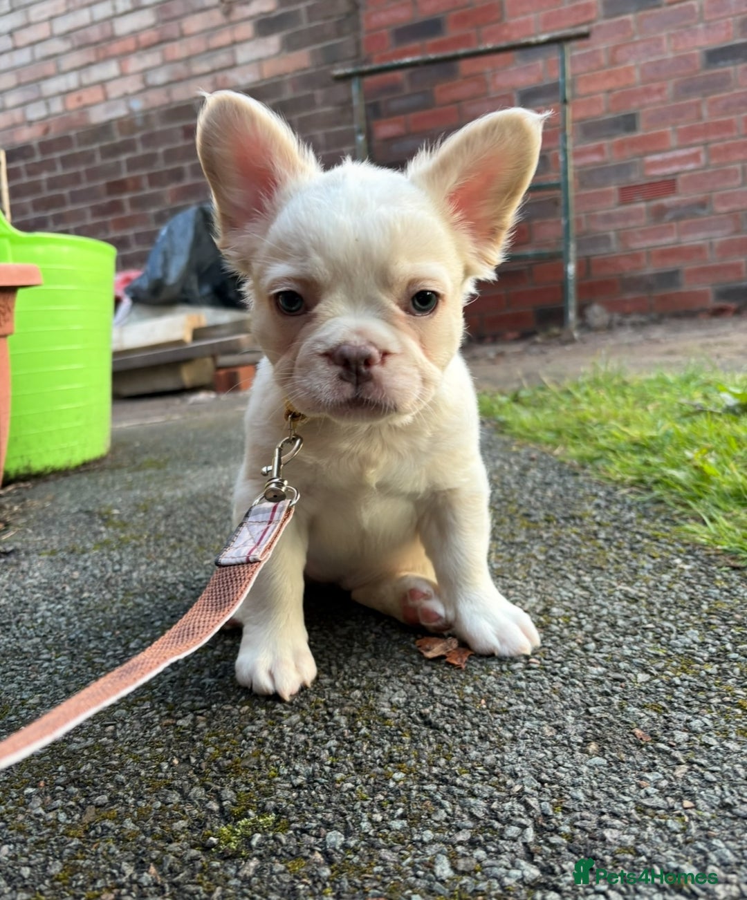 French Bulldog dogs for sale: 3 left- Fluffy French bulldogs pink & testable  - Advert 20