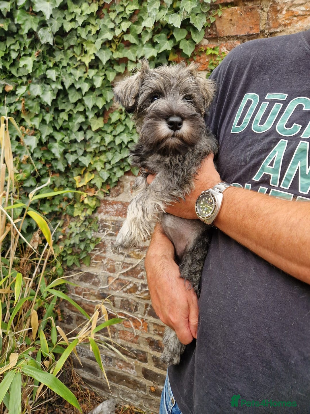 Miniature Schnauzer dogs for sale: KC Reg BVA MAC clear Miniature schnauzer  - Image 3
